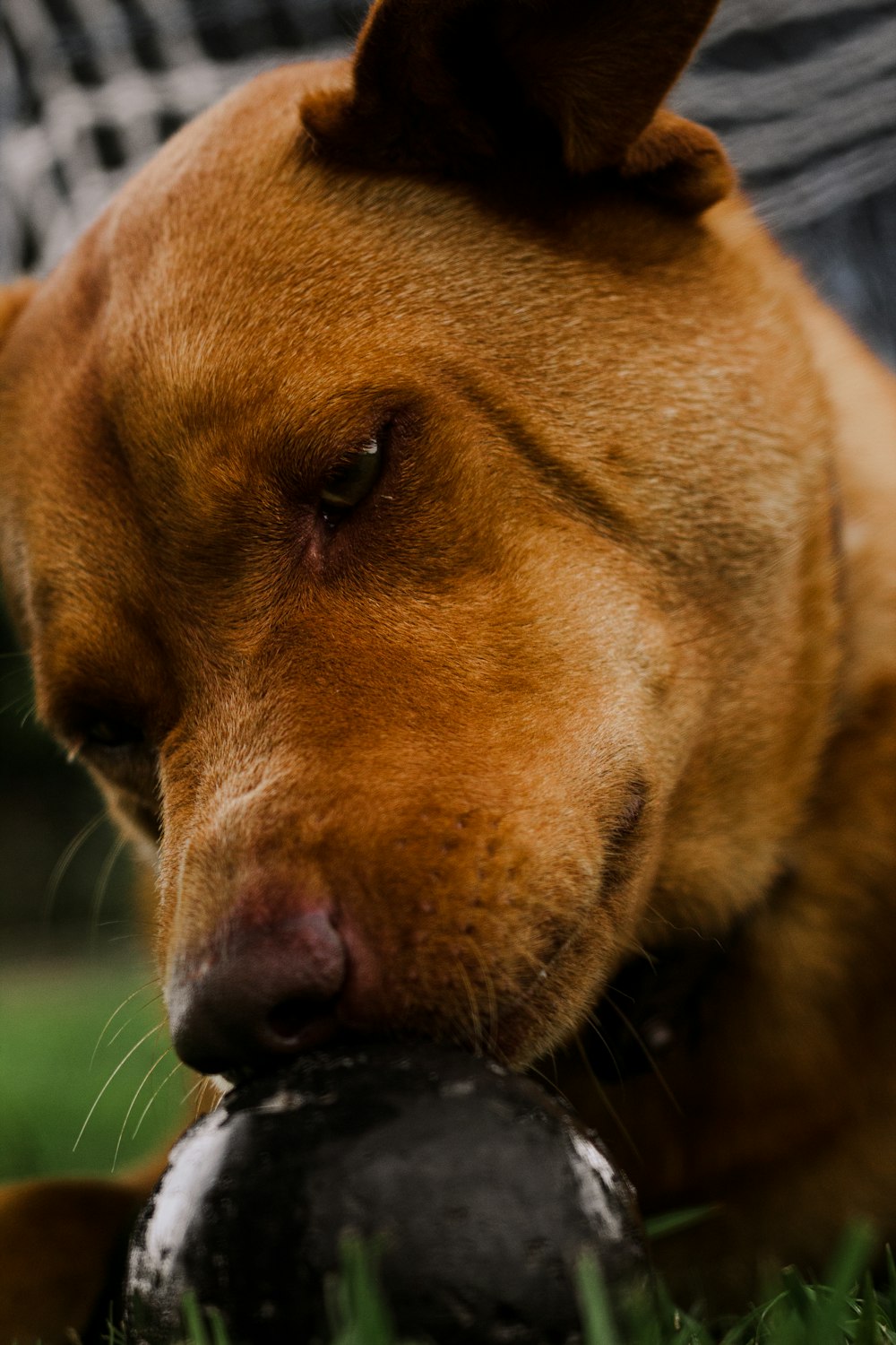 um cão com uma bola na boca