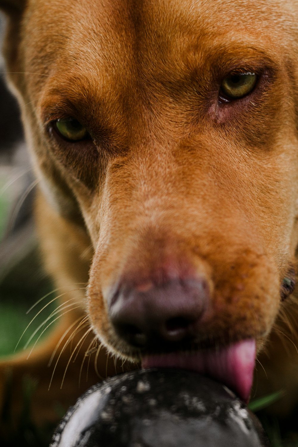 a dog licking its lips