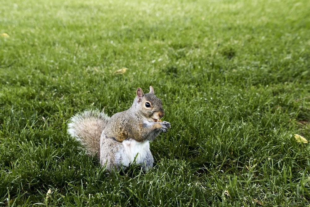 a squirrel in a grassy area