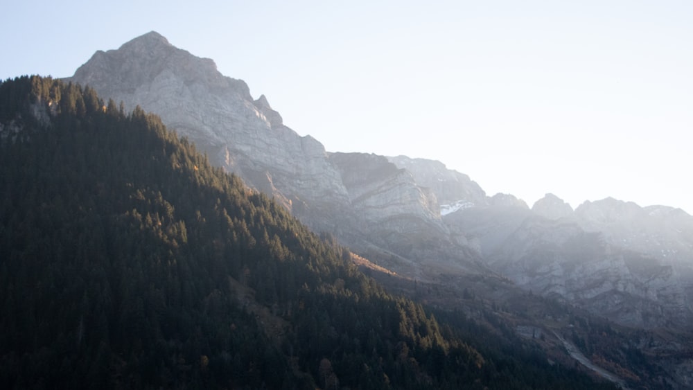 a mountain with trees on it