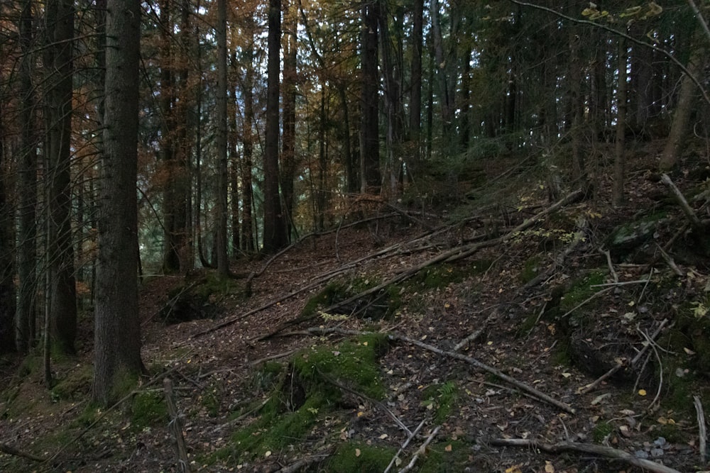 a forest with trees