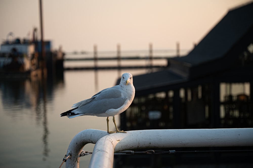 a seagull on a railing