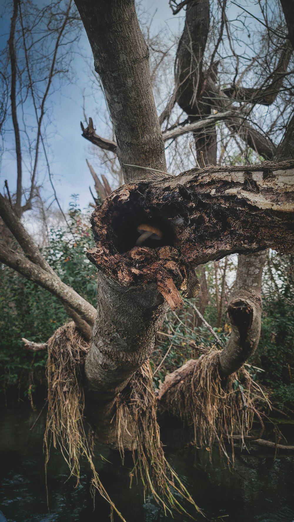 a tree with branches and branches