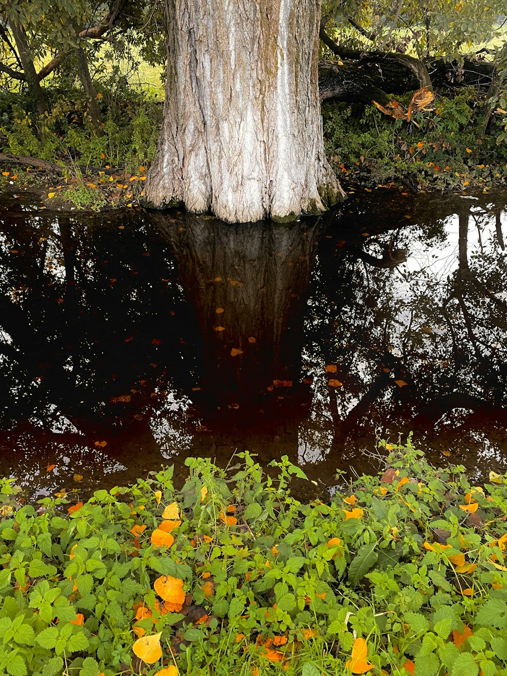 a tree next to a body of water