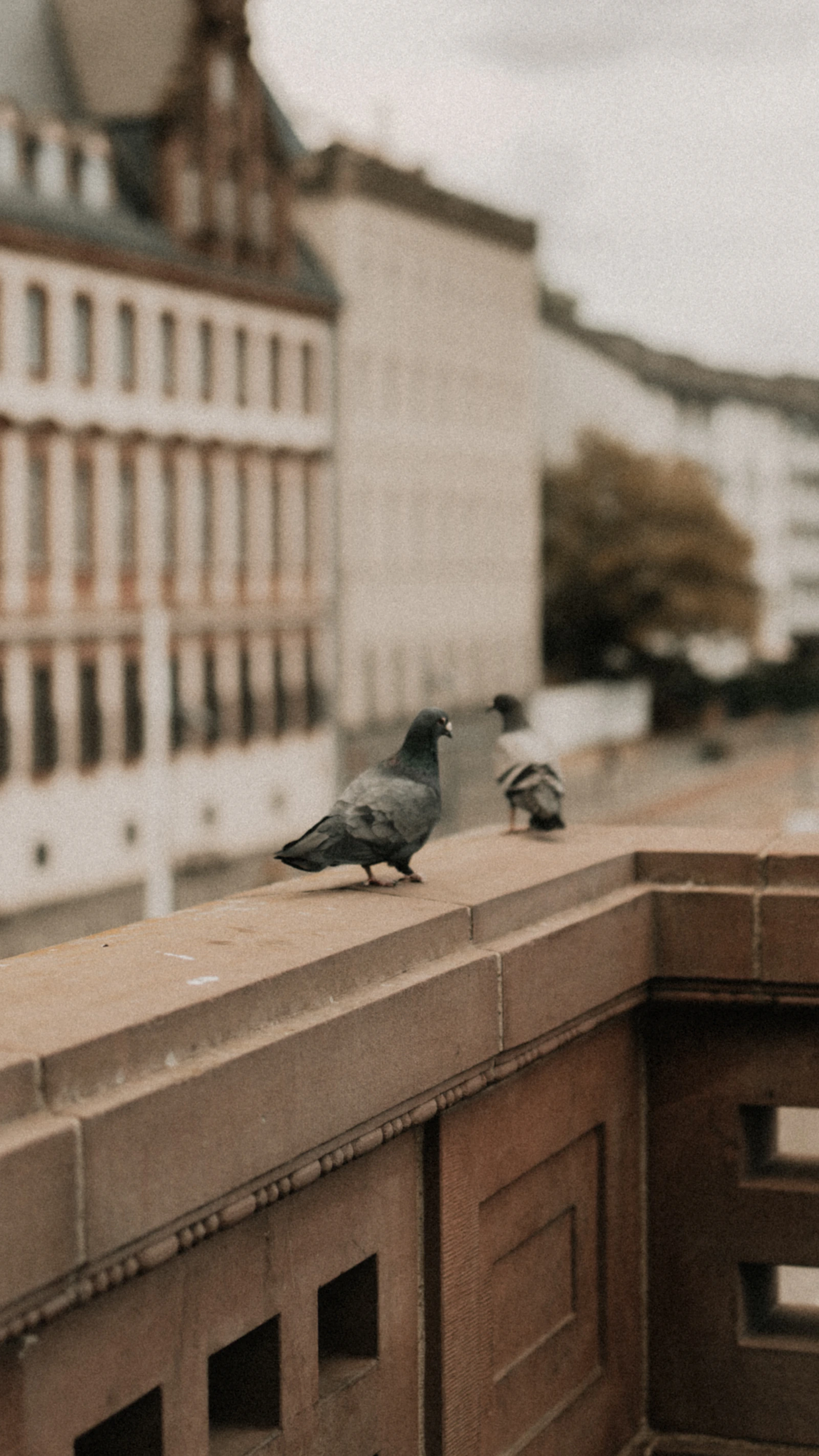 Pombos em cobertura urbana, contexto de manejo de aves em edificações