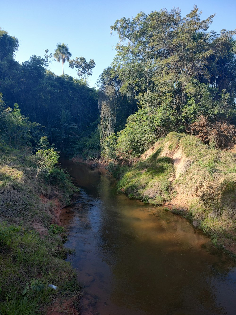 a river running through a forest