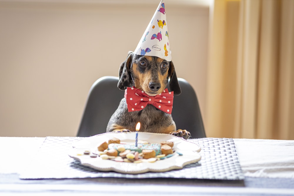 a dog wearing a birthday hat