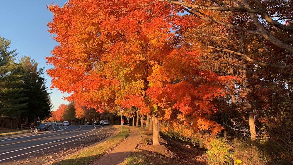 a road with trees on either side