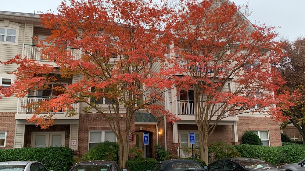 un árbol con hojas rojas