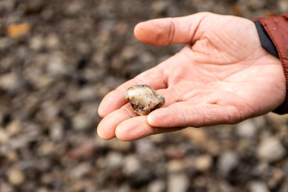 a hand holding a small turtle