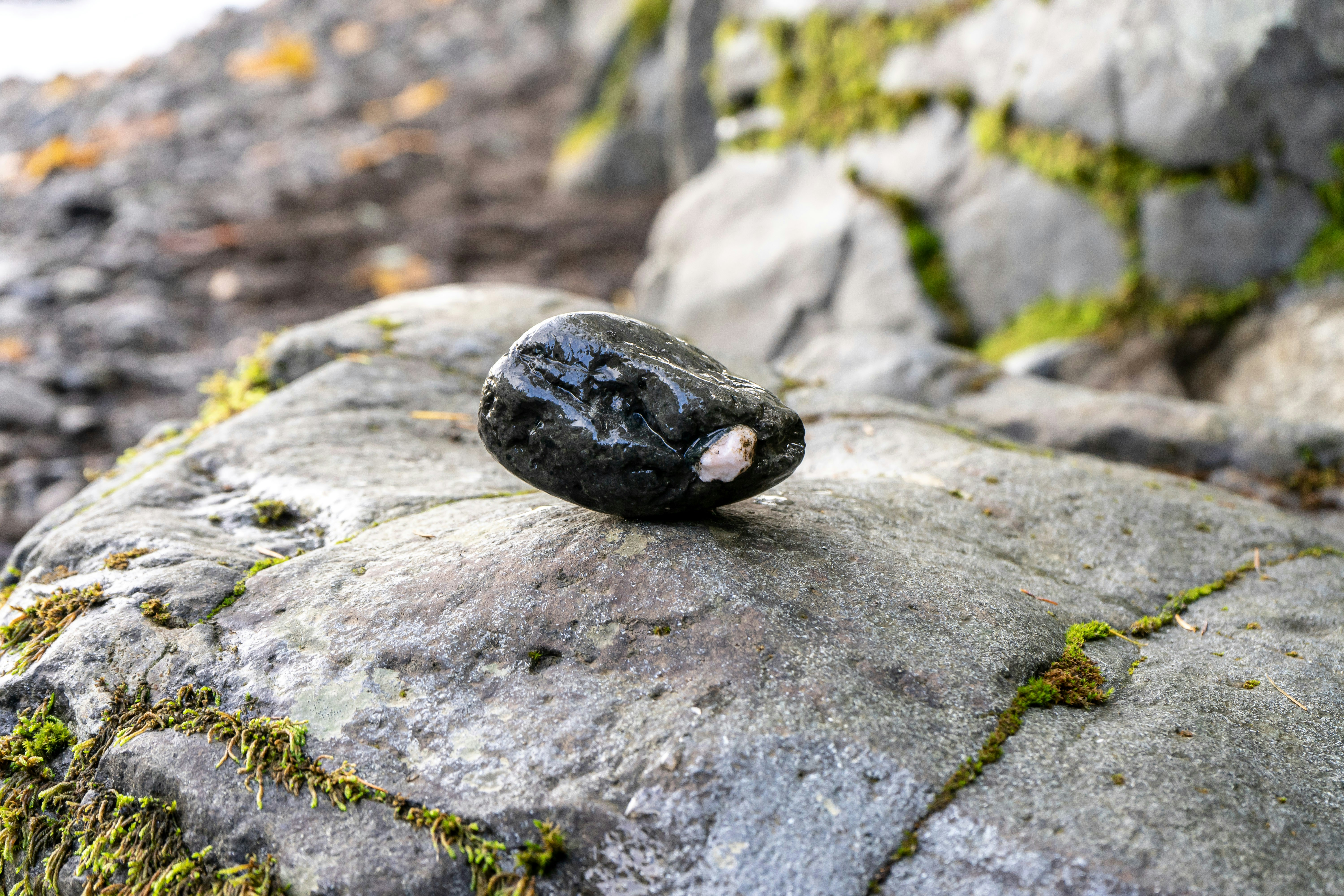 a turtle on a rock