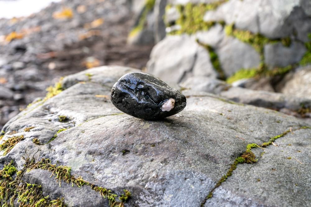 a turtle on a rock