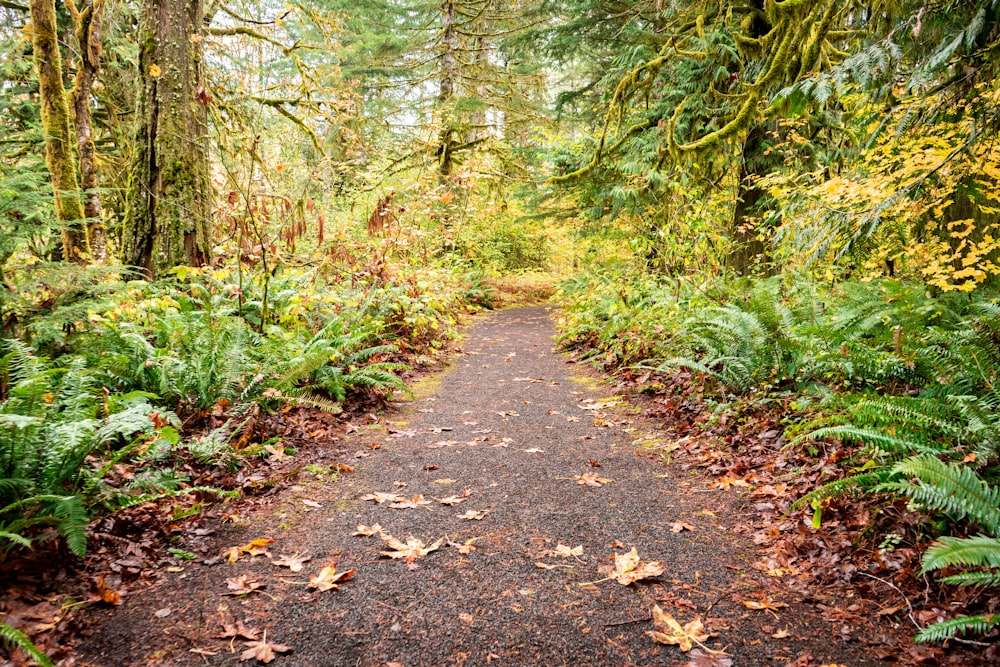 a path in the woods