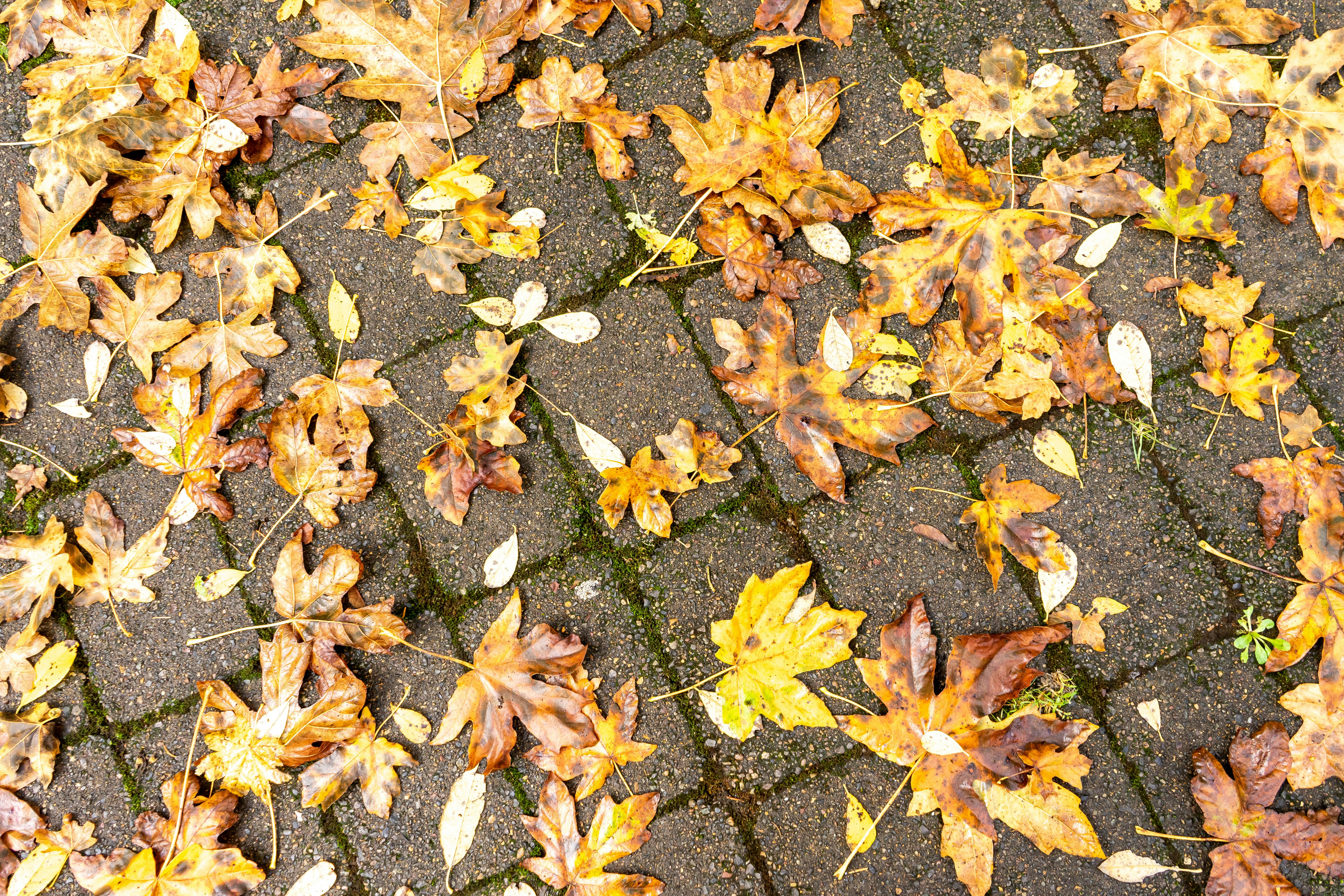 Photo by rosiebarley