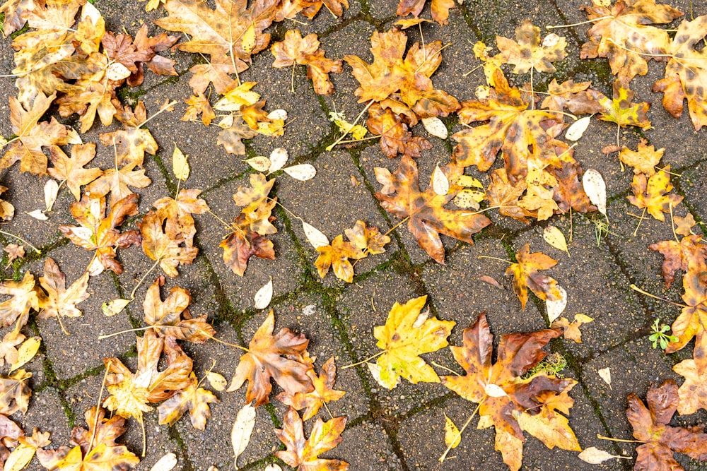 a pile of fallen leaves