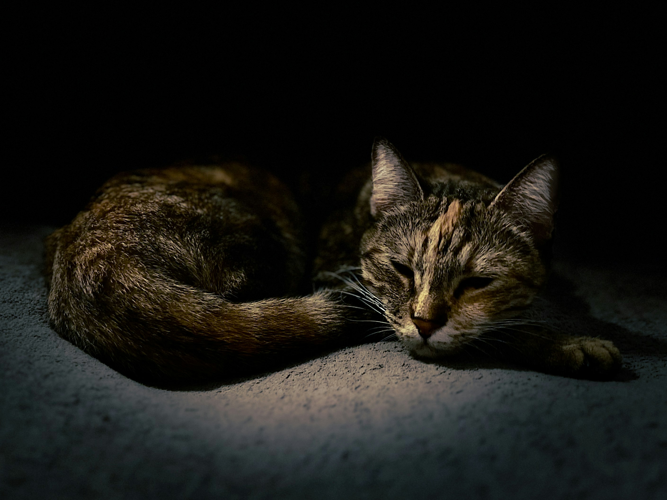 A cat curled up asleep in the moonlight