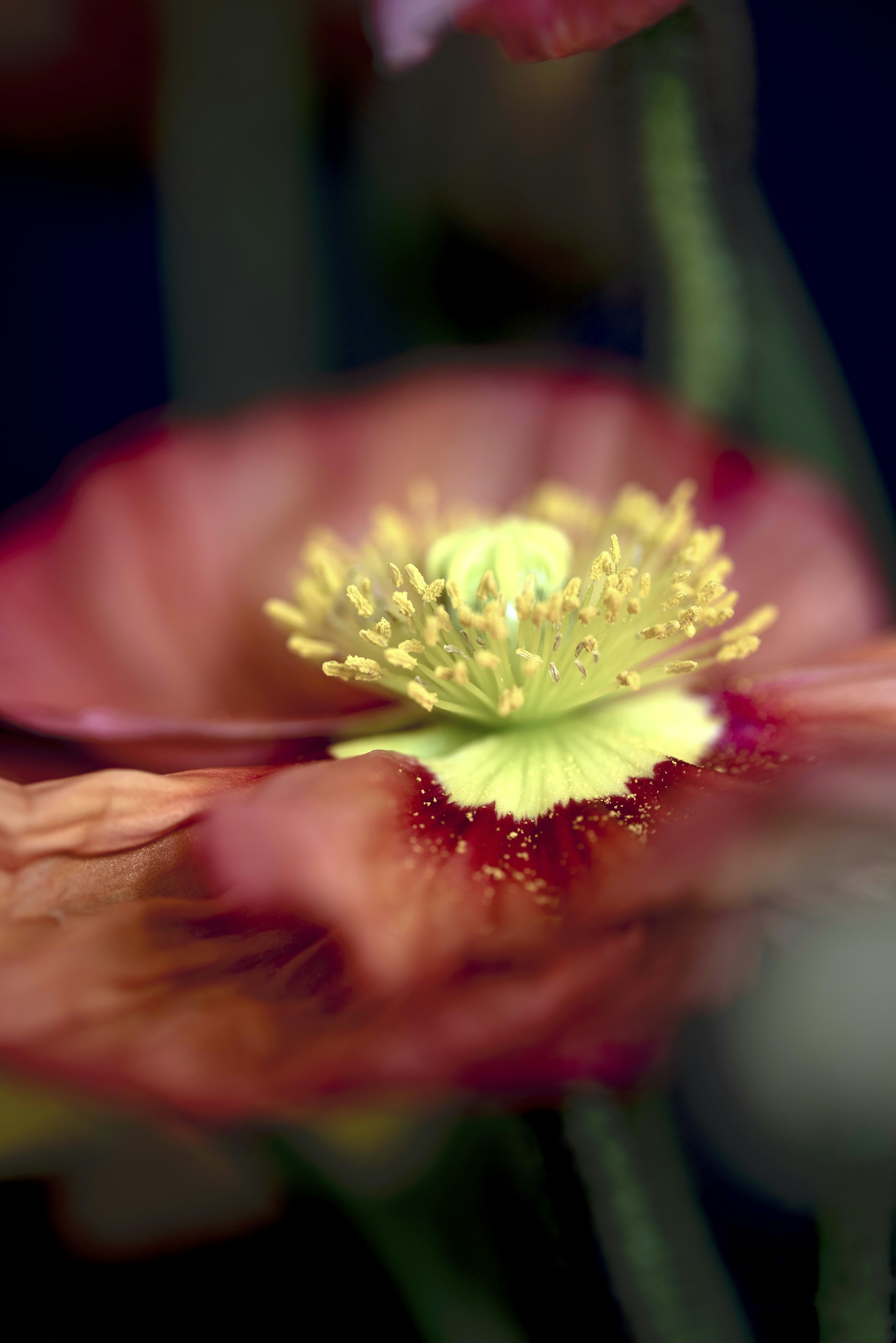 A close-up of a blooming flower with delicate petals and rich colors.