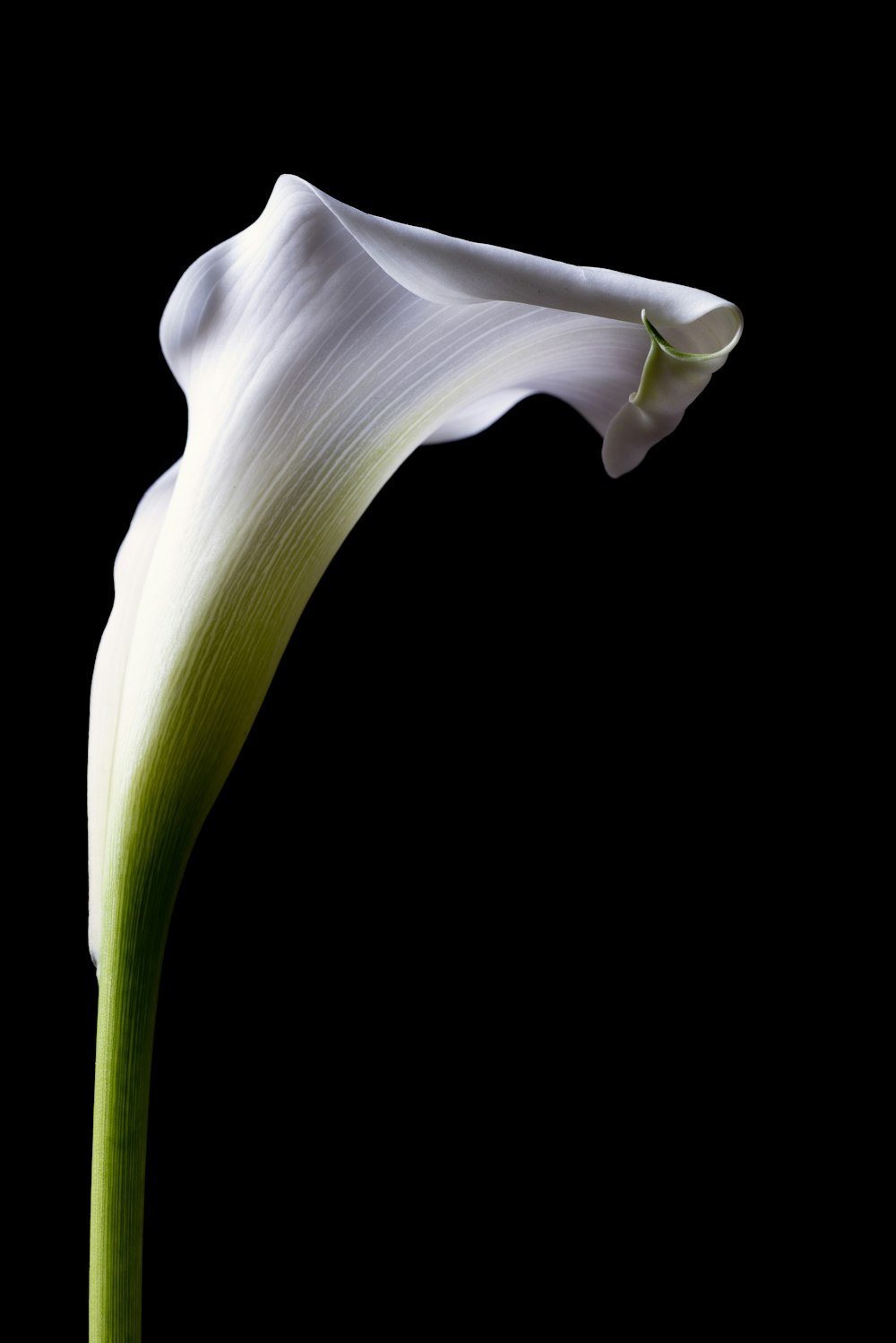 a white flower with a green stem