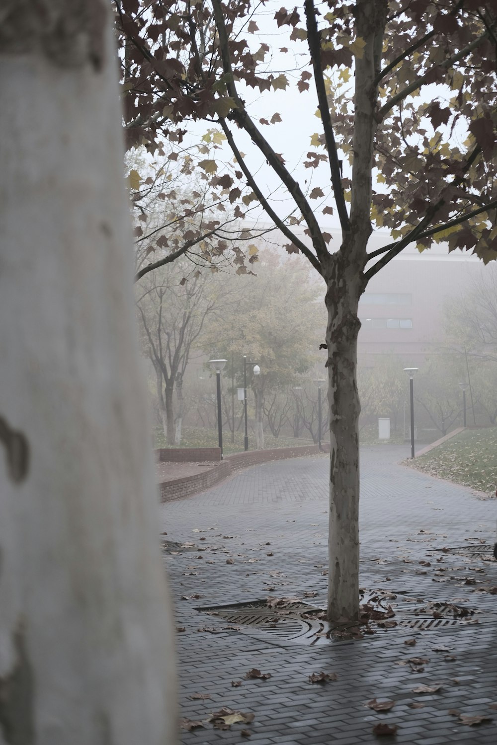 a path with trees on the side