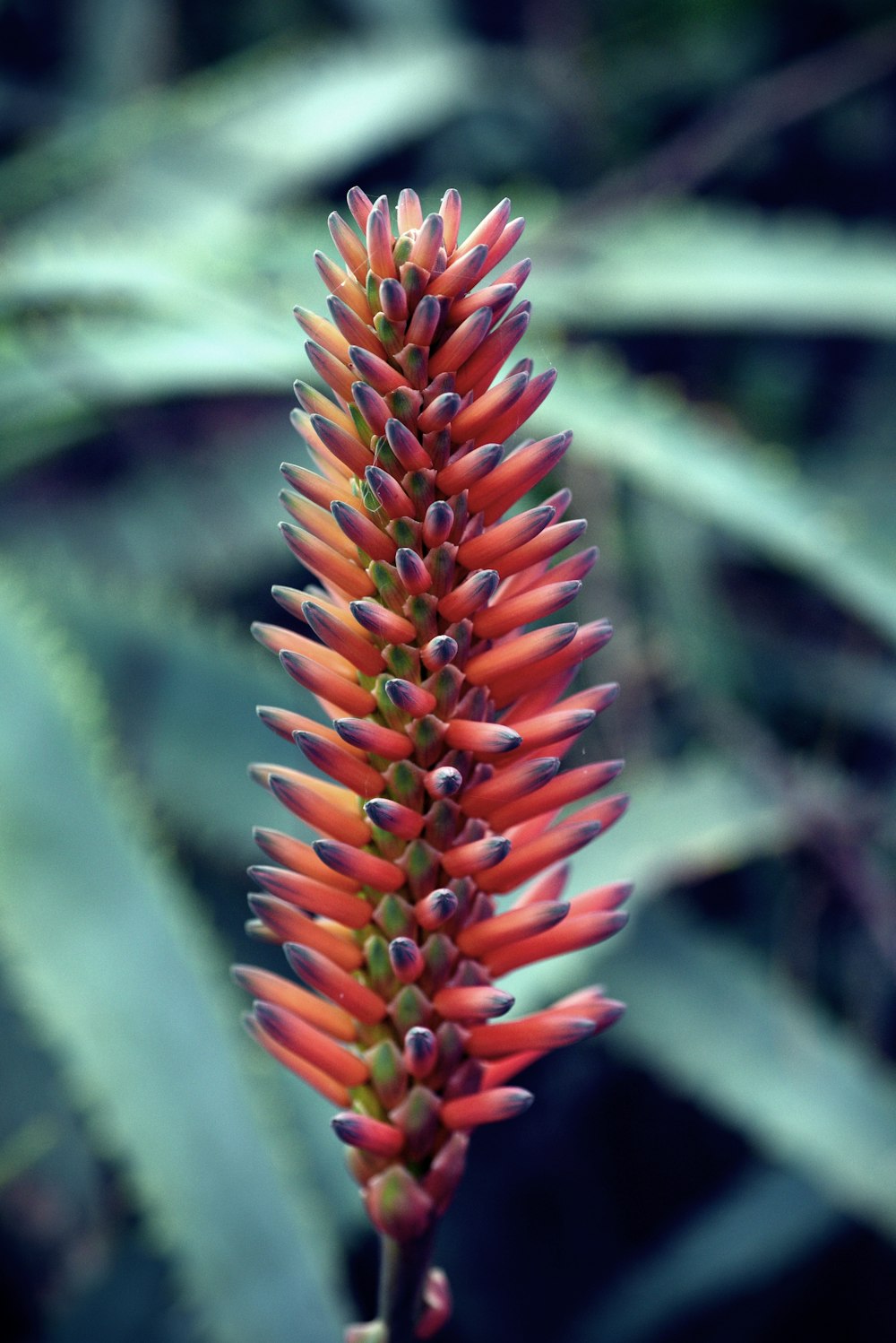 a close up of a flower