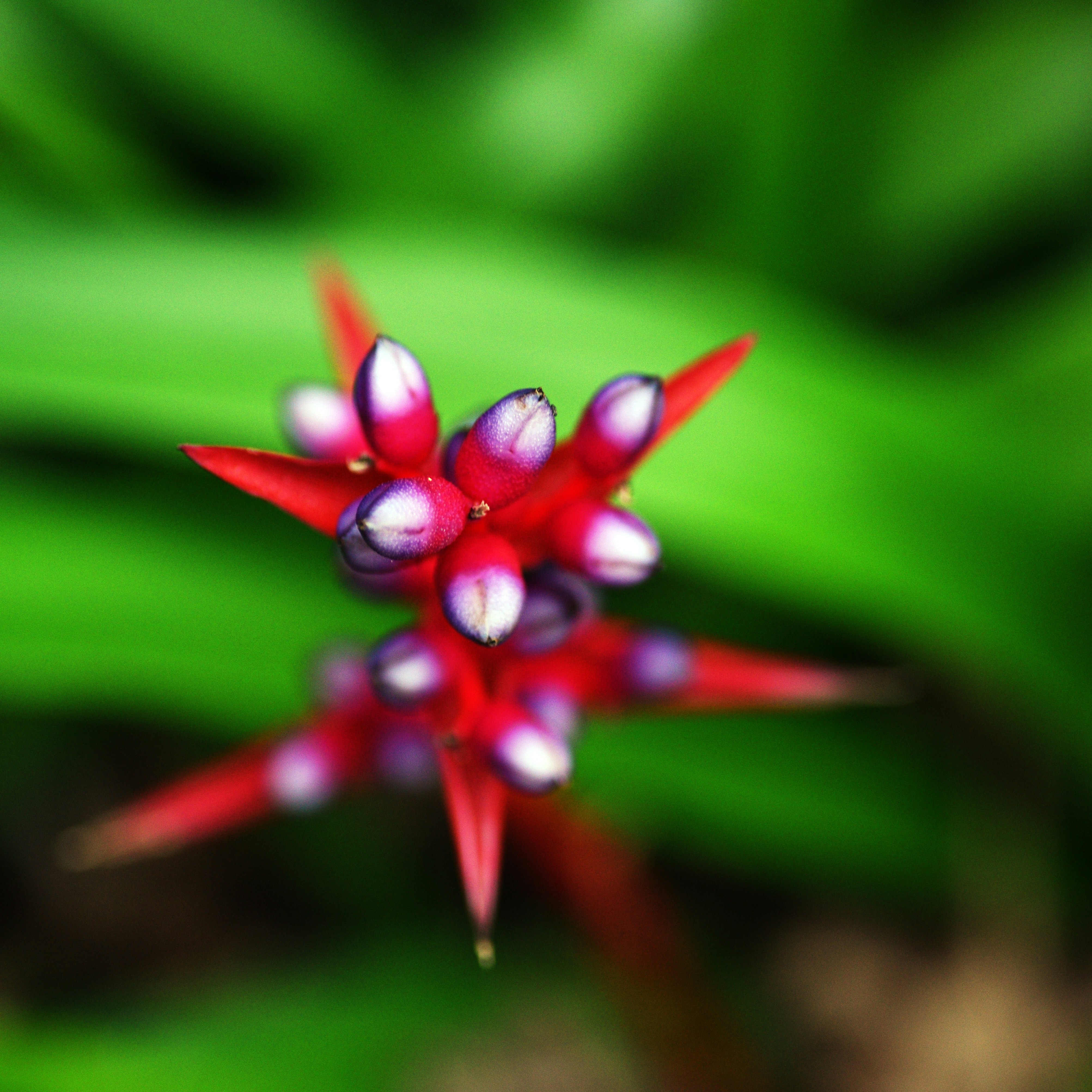 Gros plan d’une fleur