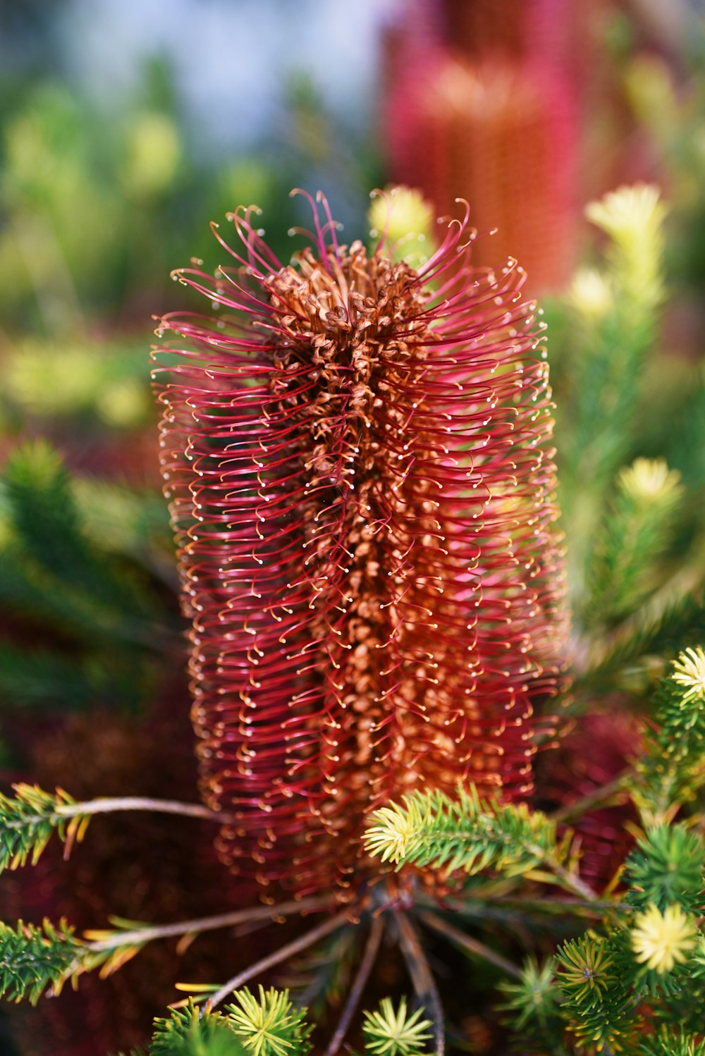 a red flower with green leaves