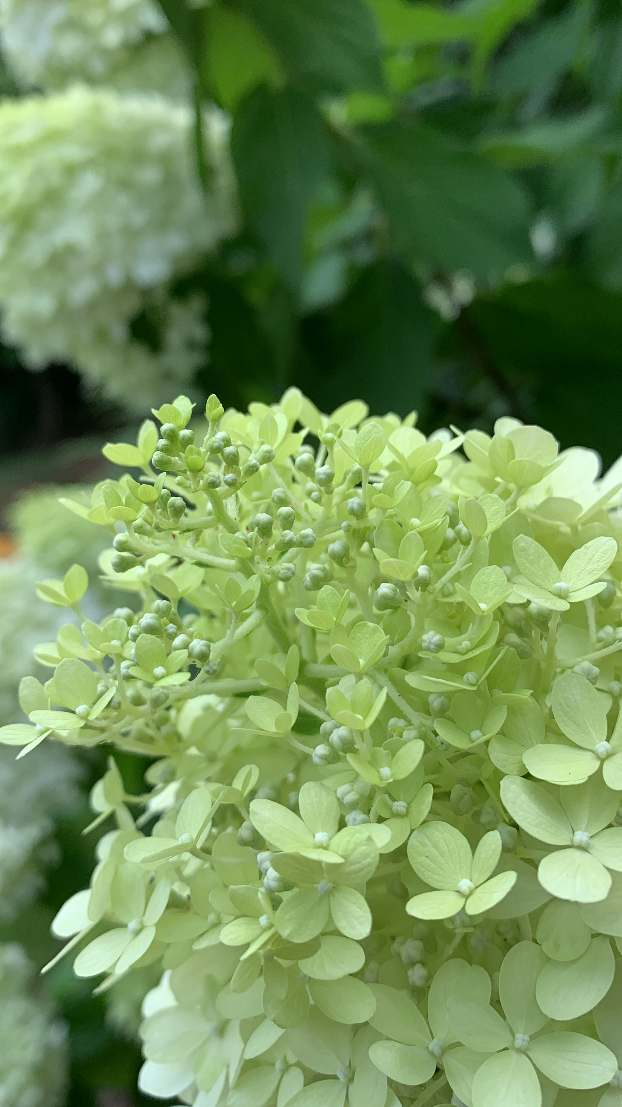 a close up of a plant