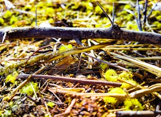 Close-up of a vibrant forest floor teeming with tiny insects and fungi, highlighting the rich ecosystem.