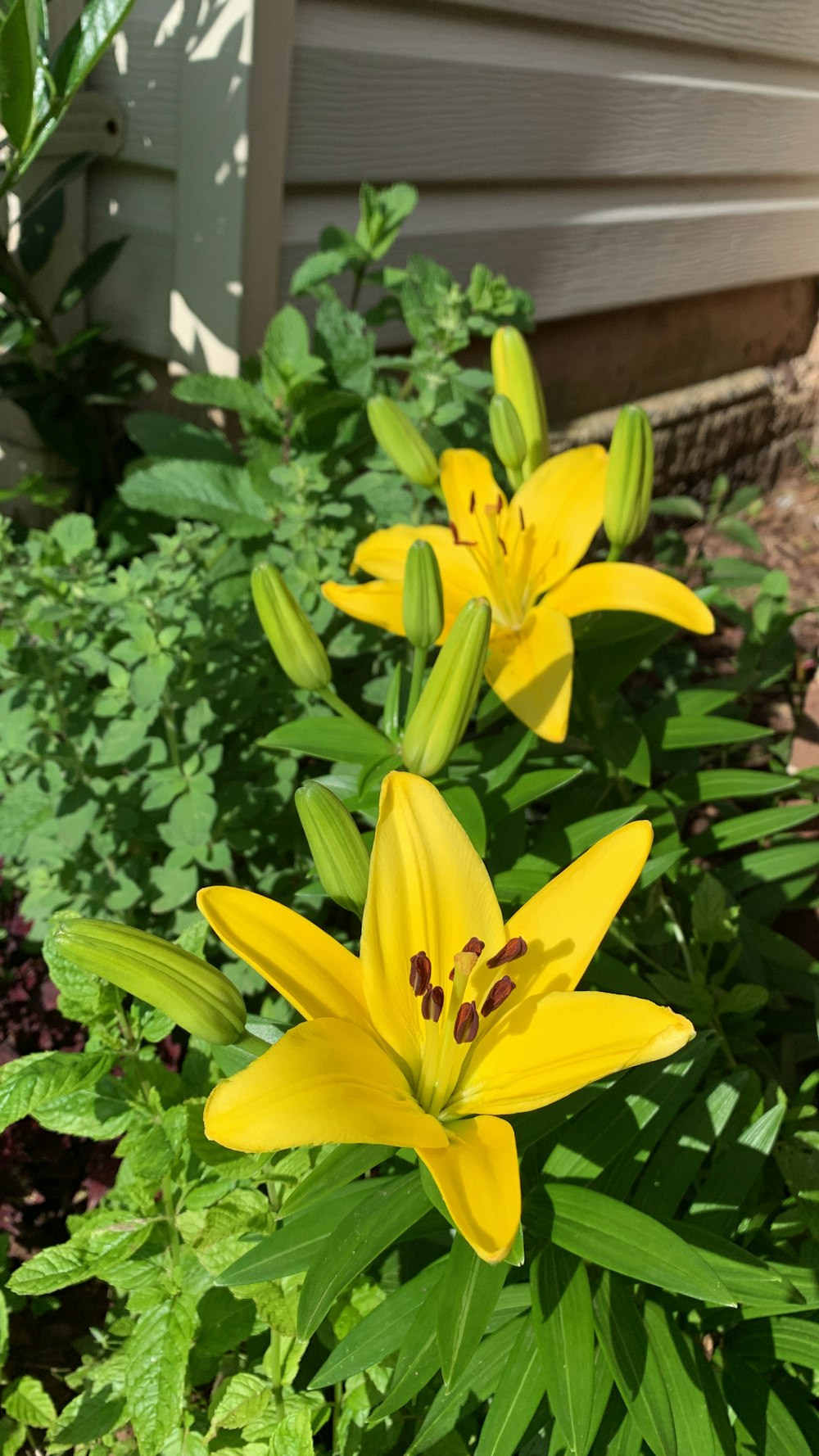 eine Gruppe gelber Blumen