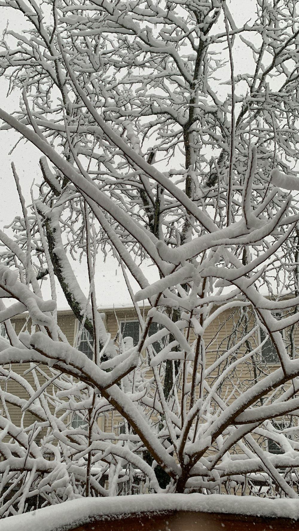 Ein mit Schnee bedeckter Baum