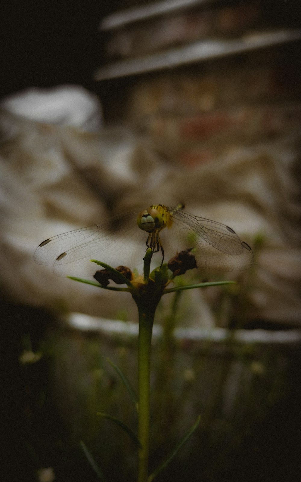 a bee on a flower