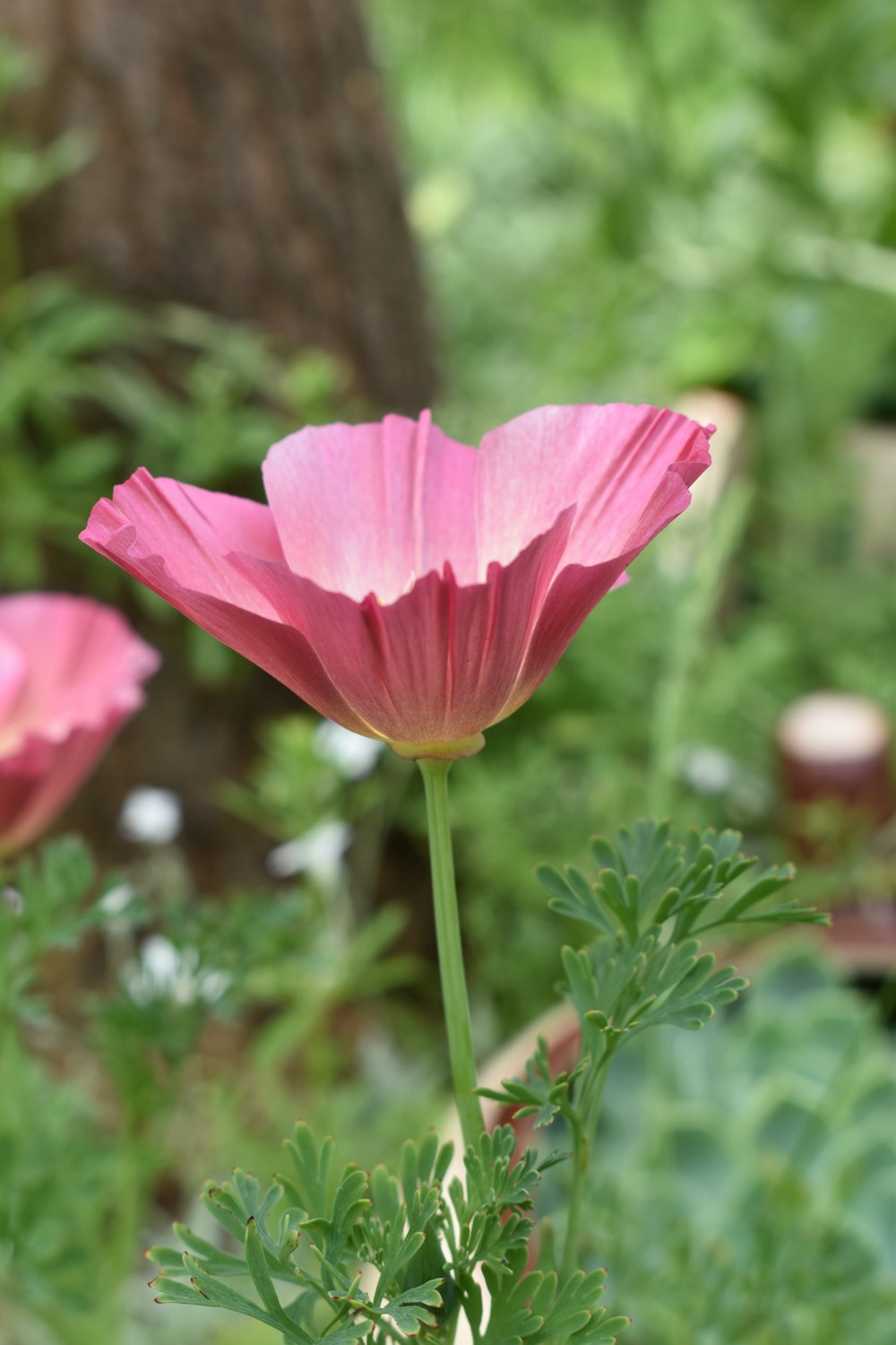 a close up of a flower