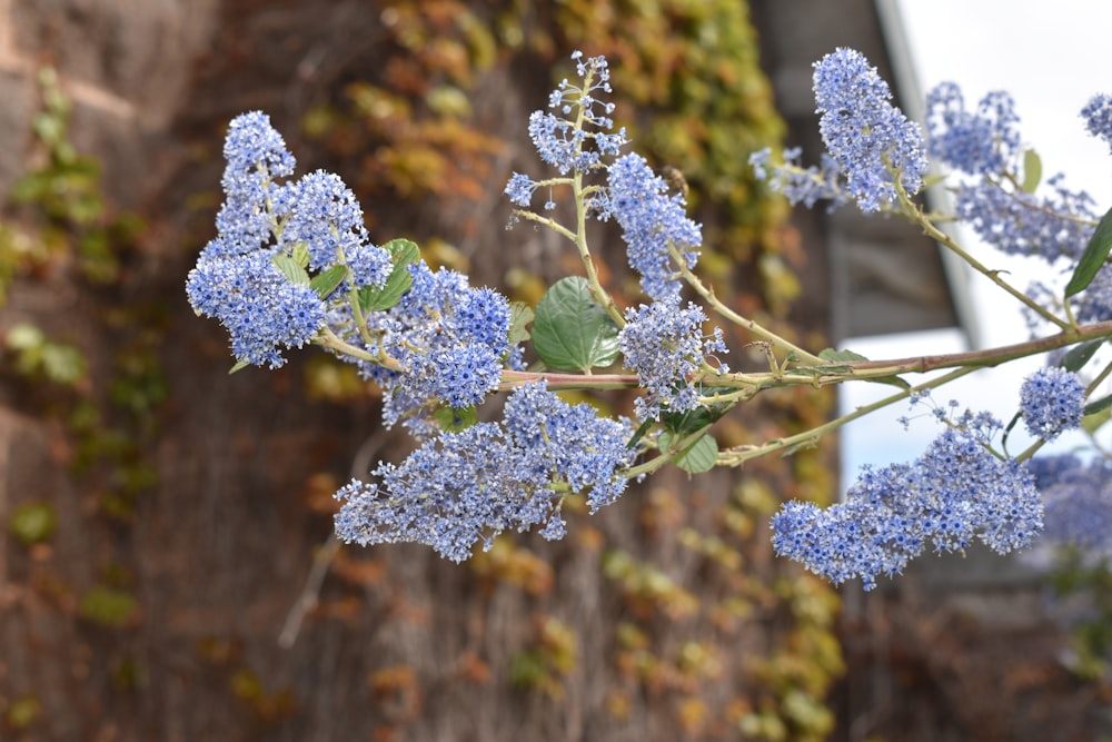 a close up of a plant