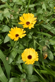 a group of yellow flowers