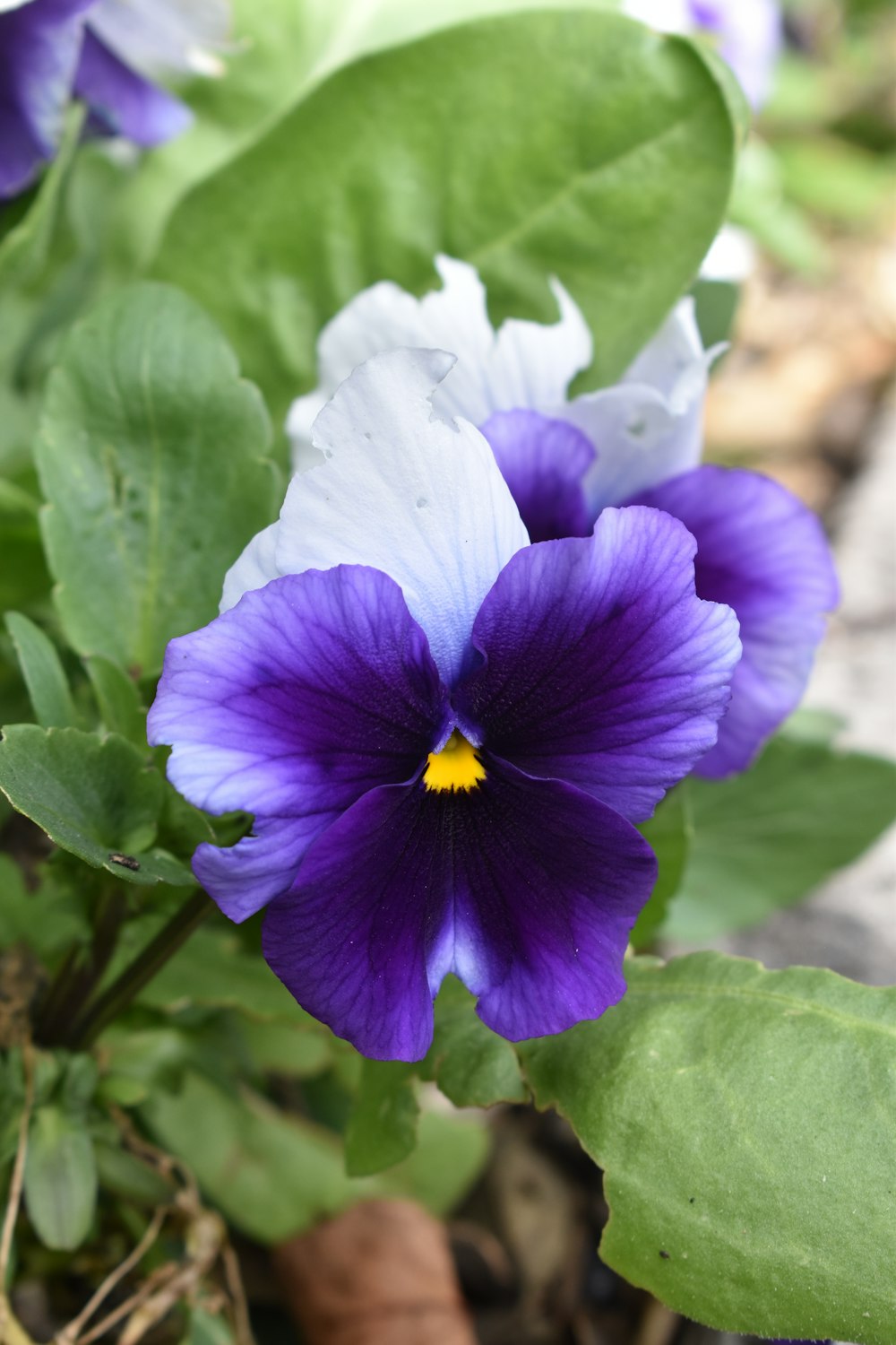 a purple flower with green leaves