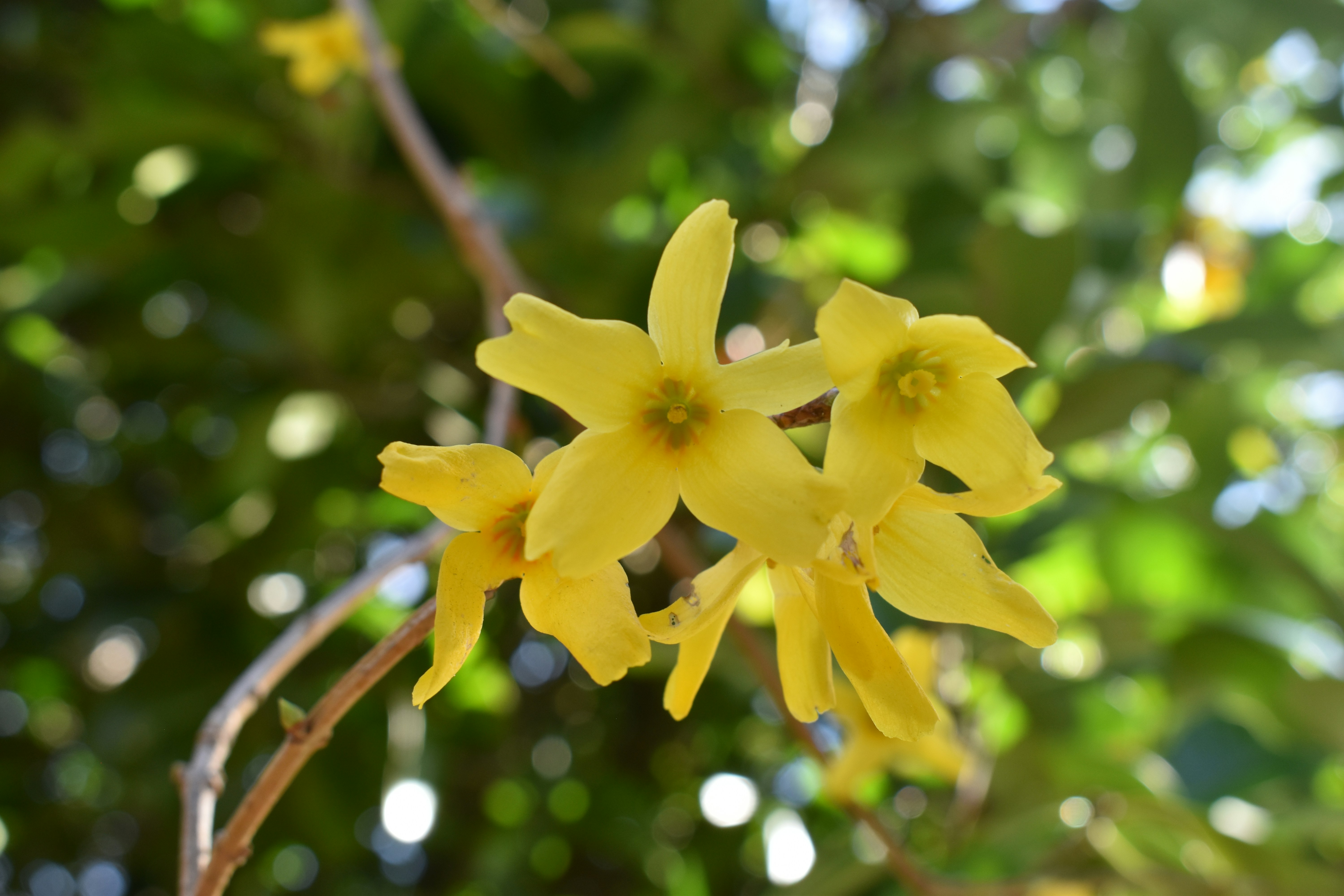 a close up of yellow flowers