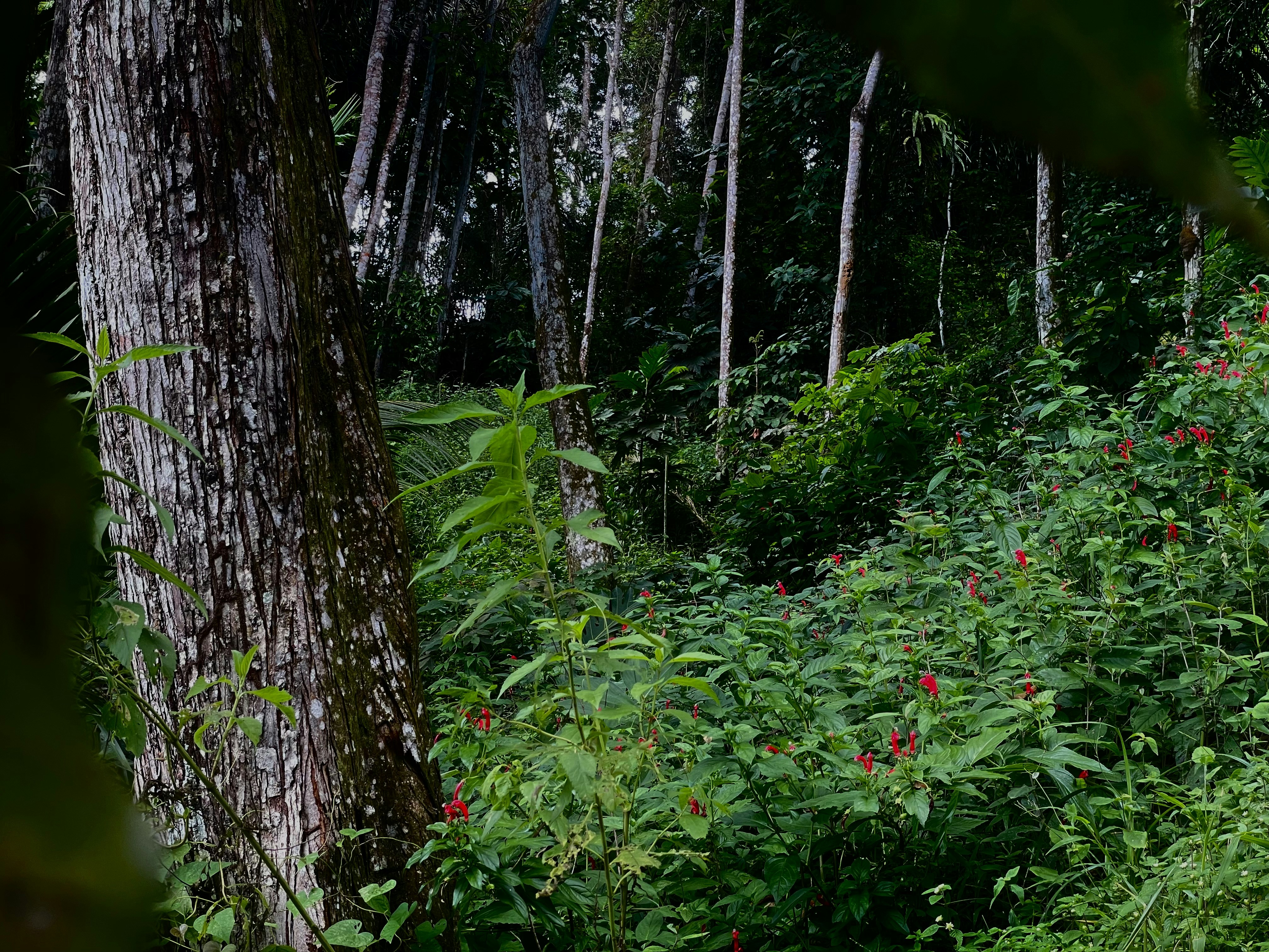 Photo by anakinparks