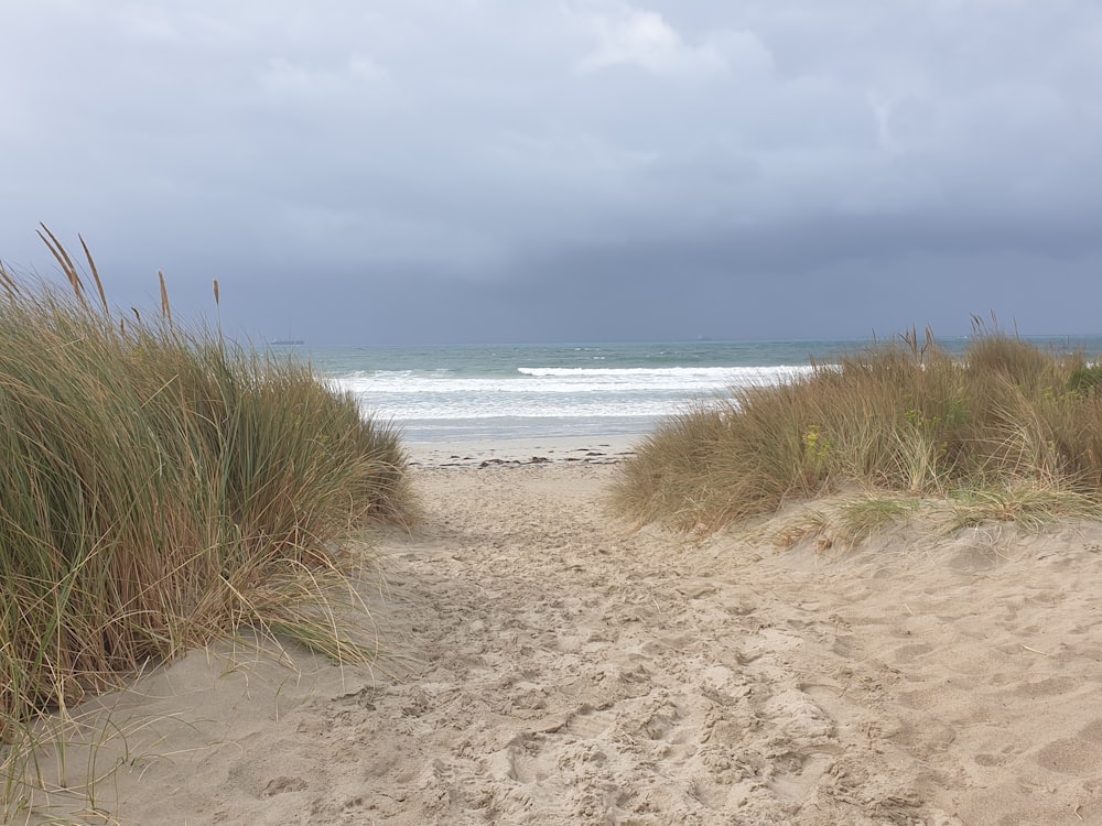 a sandy beach with tall grass