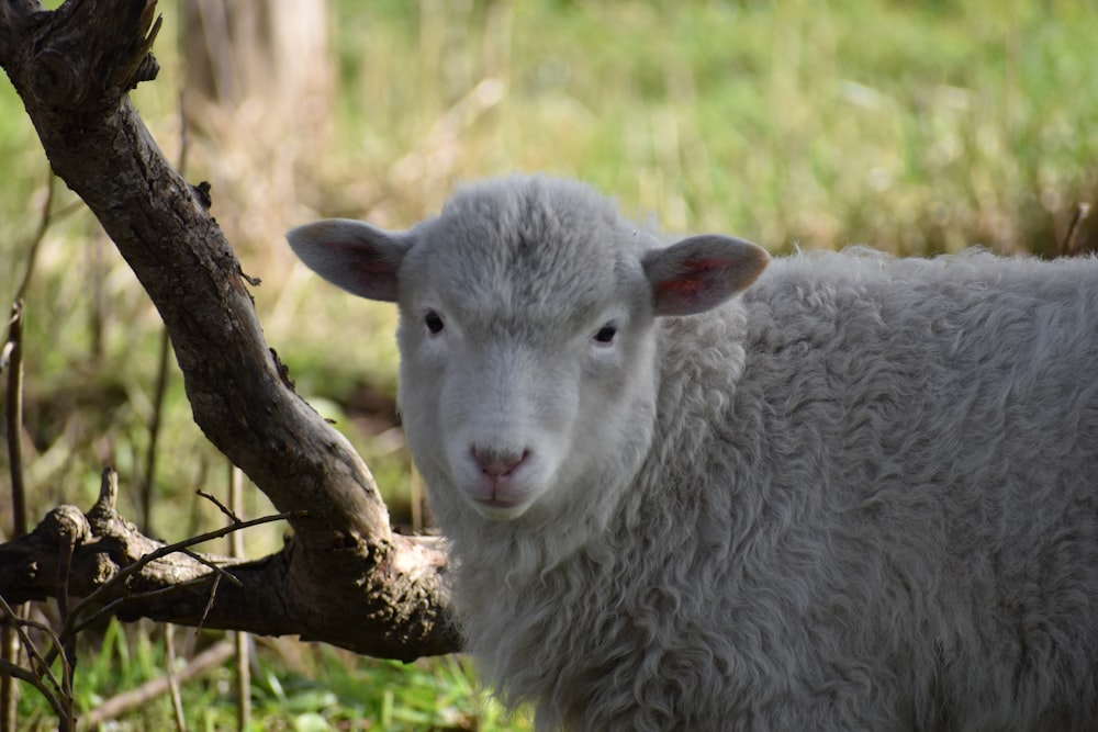 a white lamb in a field