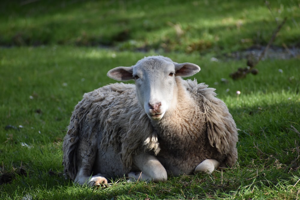 a couple of sheep lay in a grassy field