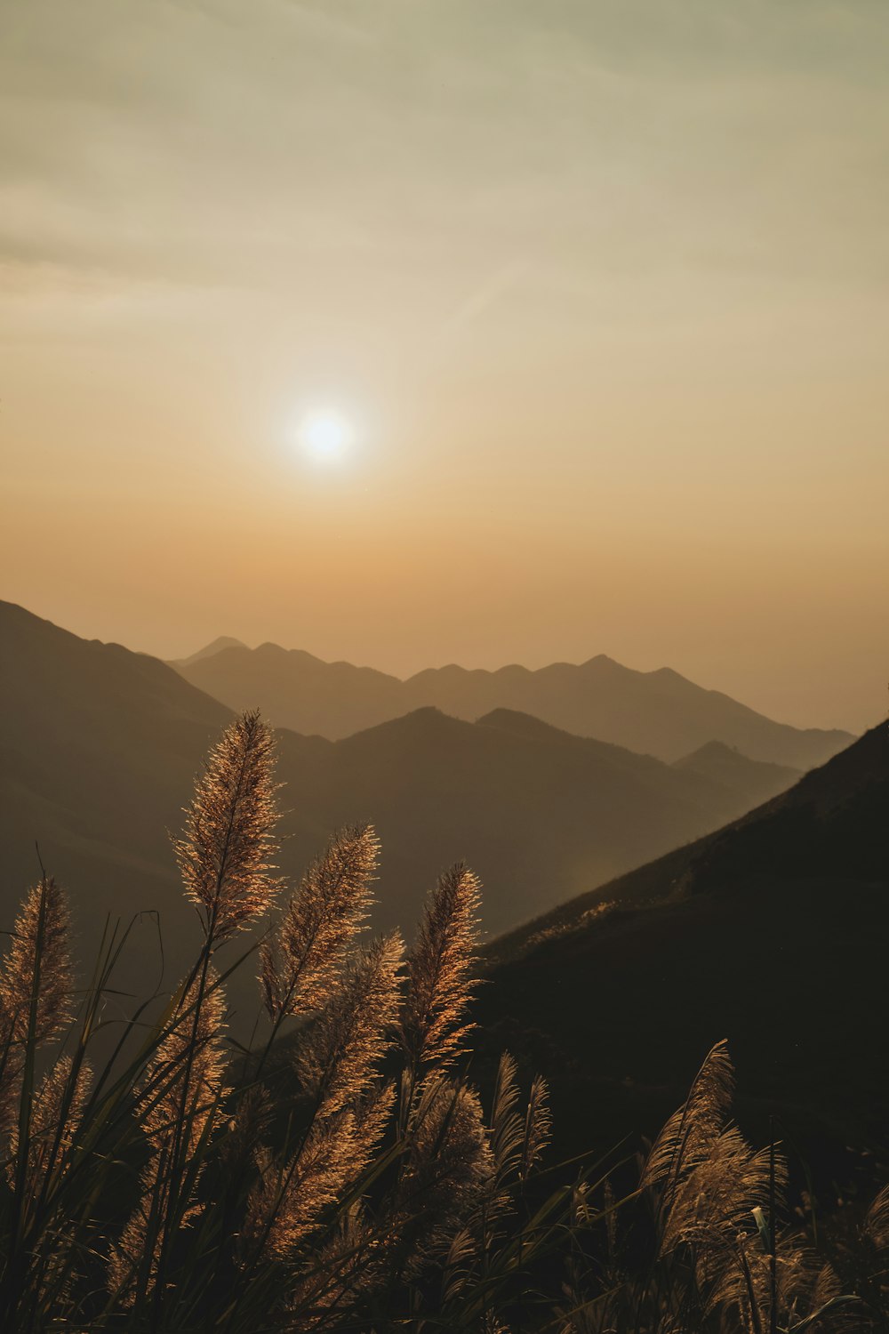 a landscape with trees and mountains in the back