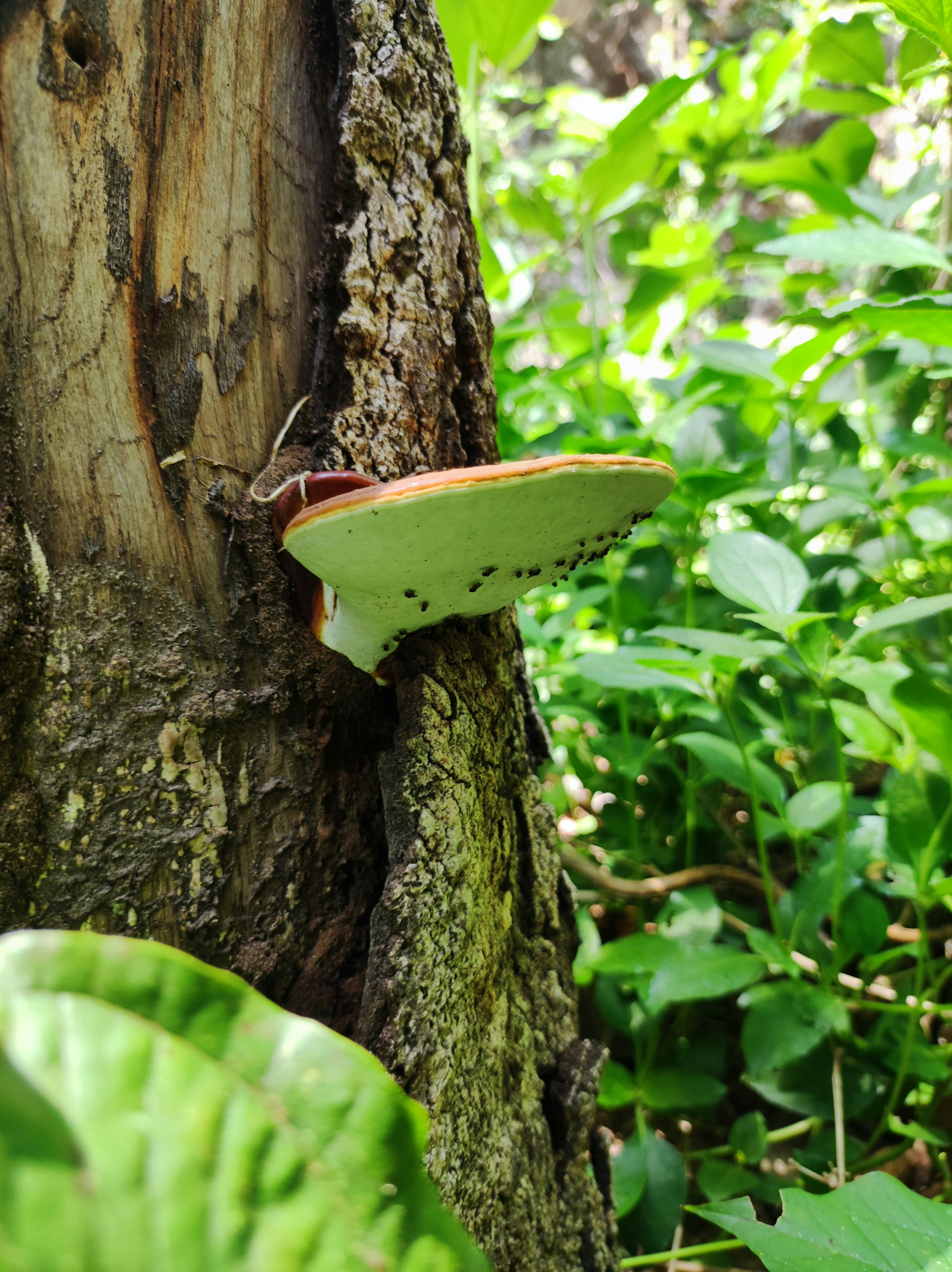 A green and yellow slug on a tree photo – Free Mushroom Image on Unsplash