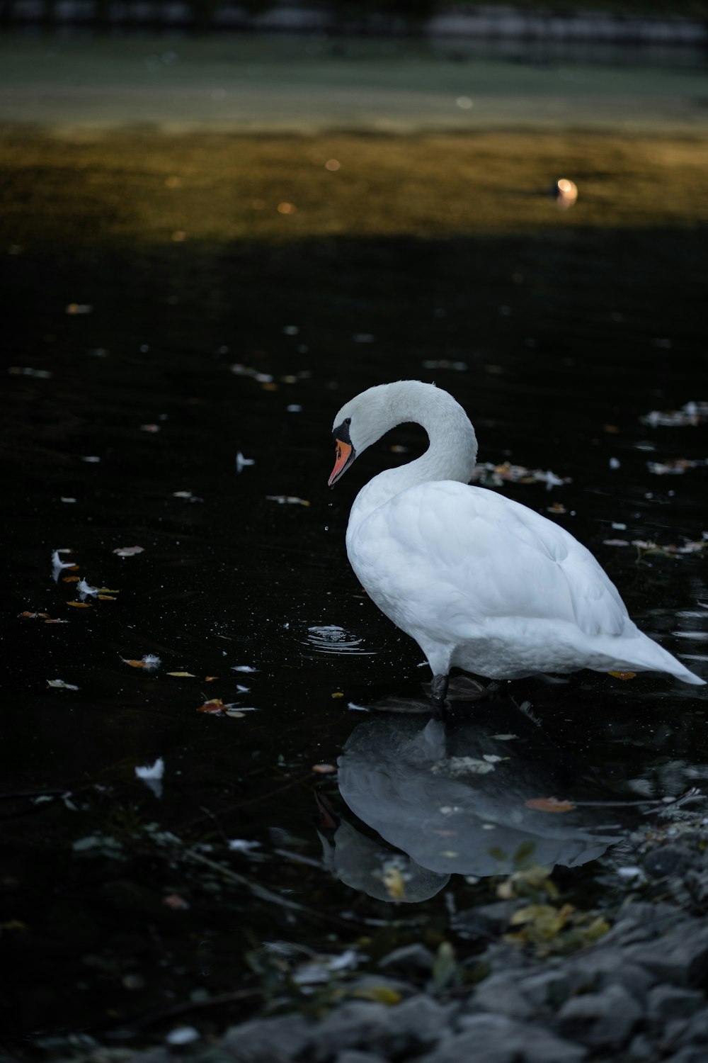 Un pájaro blanco parado en el agua