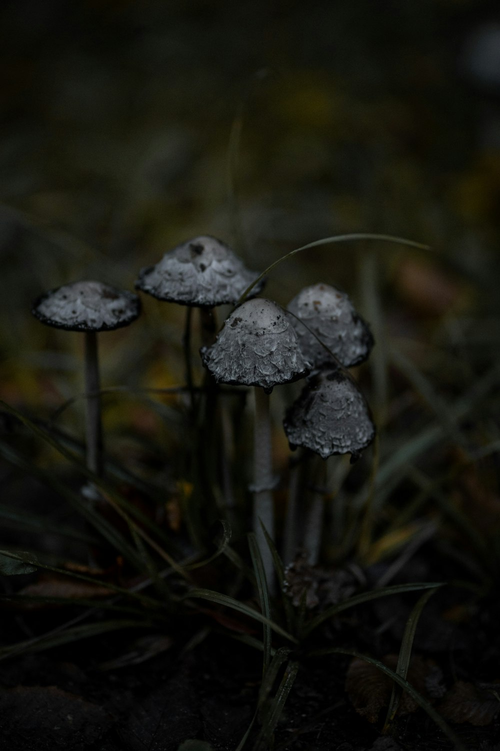 a group of mushrooms growing in the ground