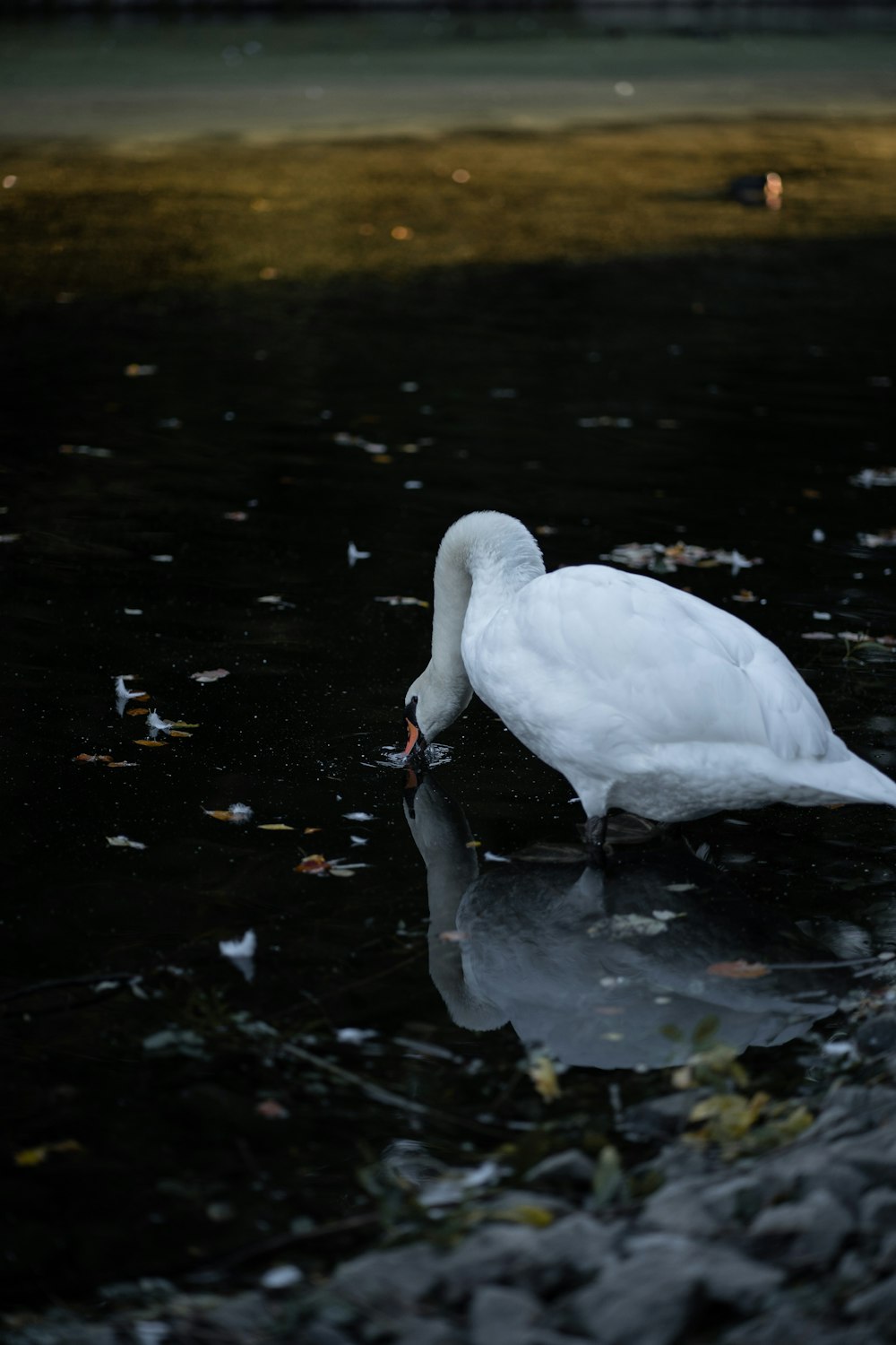 Dos cisnes en un estanque