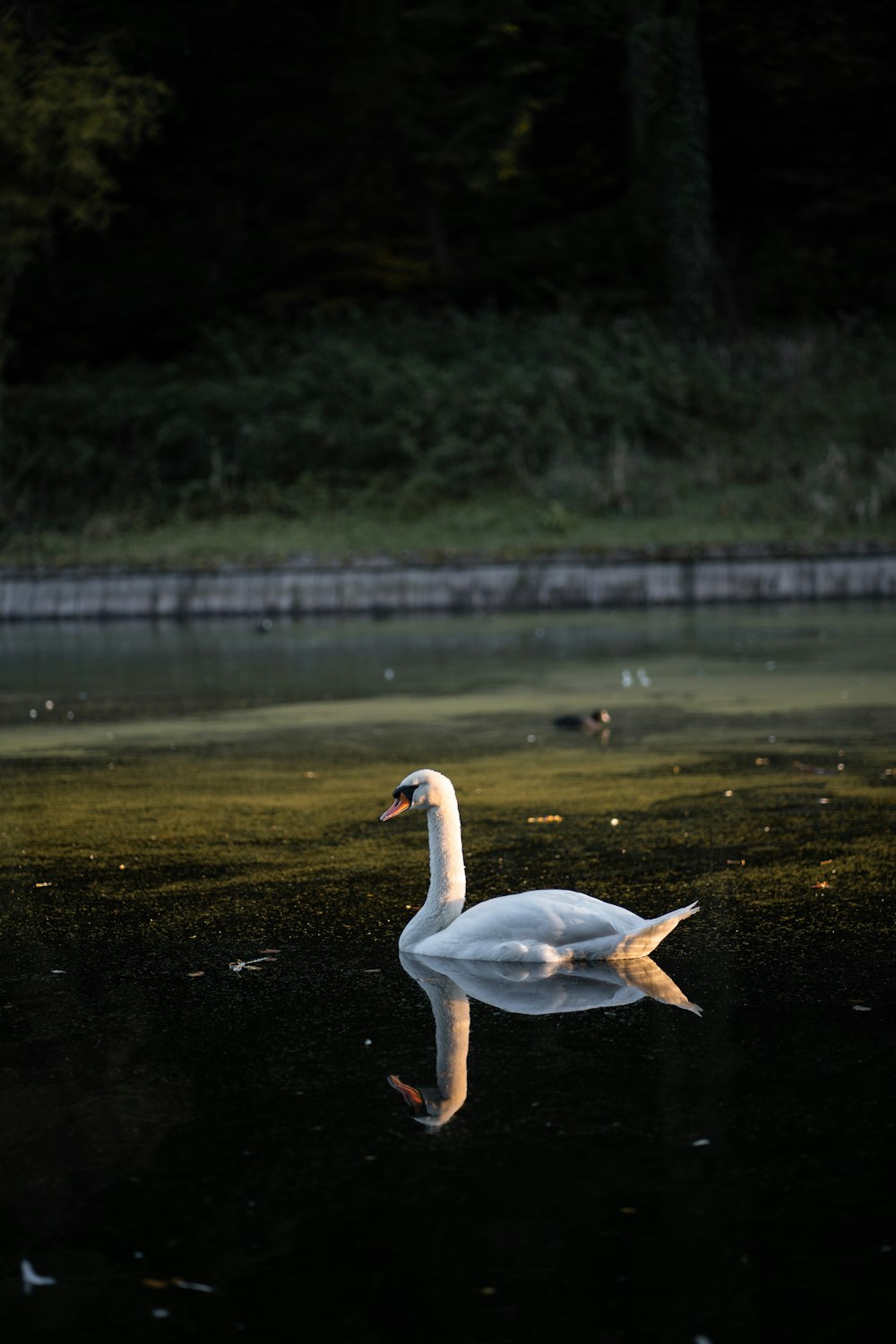 Un cisne en un estanque