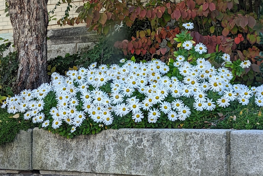 a group of flowers