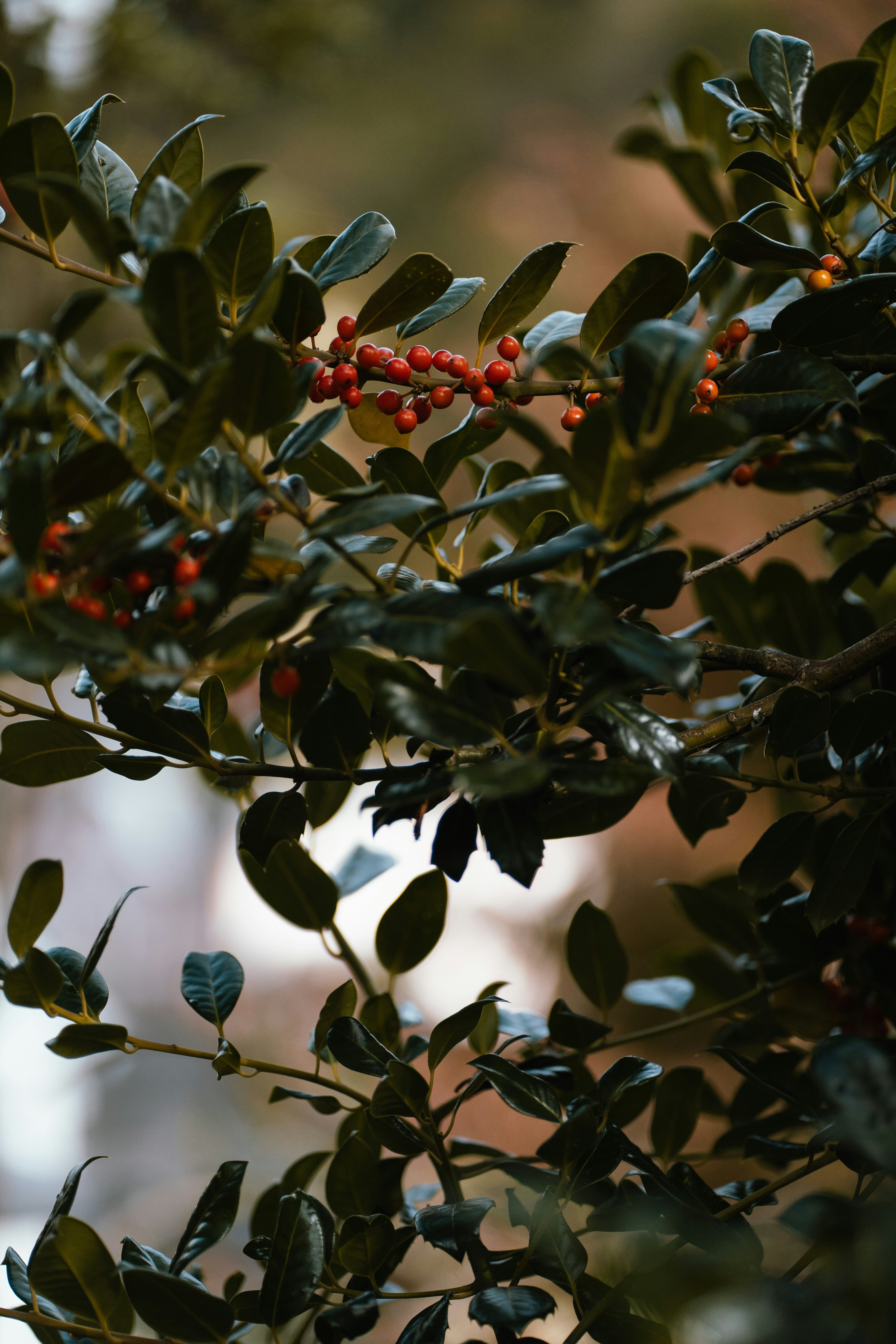 red plant texture, wallpaper, 5 Manfaat Gambir untuk Kesehatan yang Perlu Diketahui 3