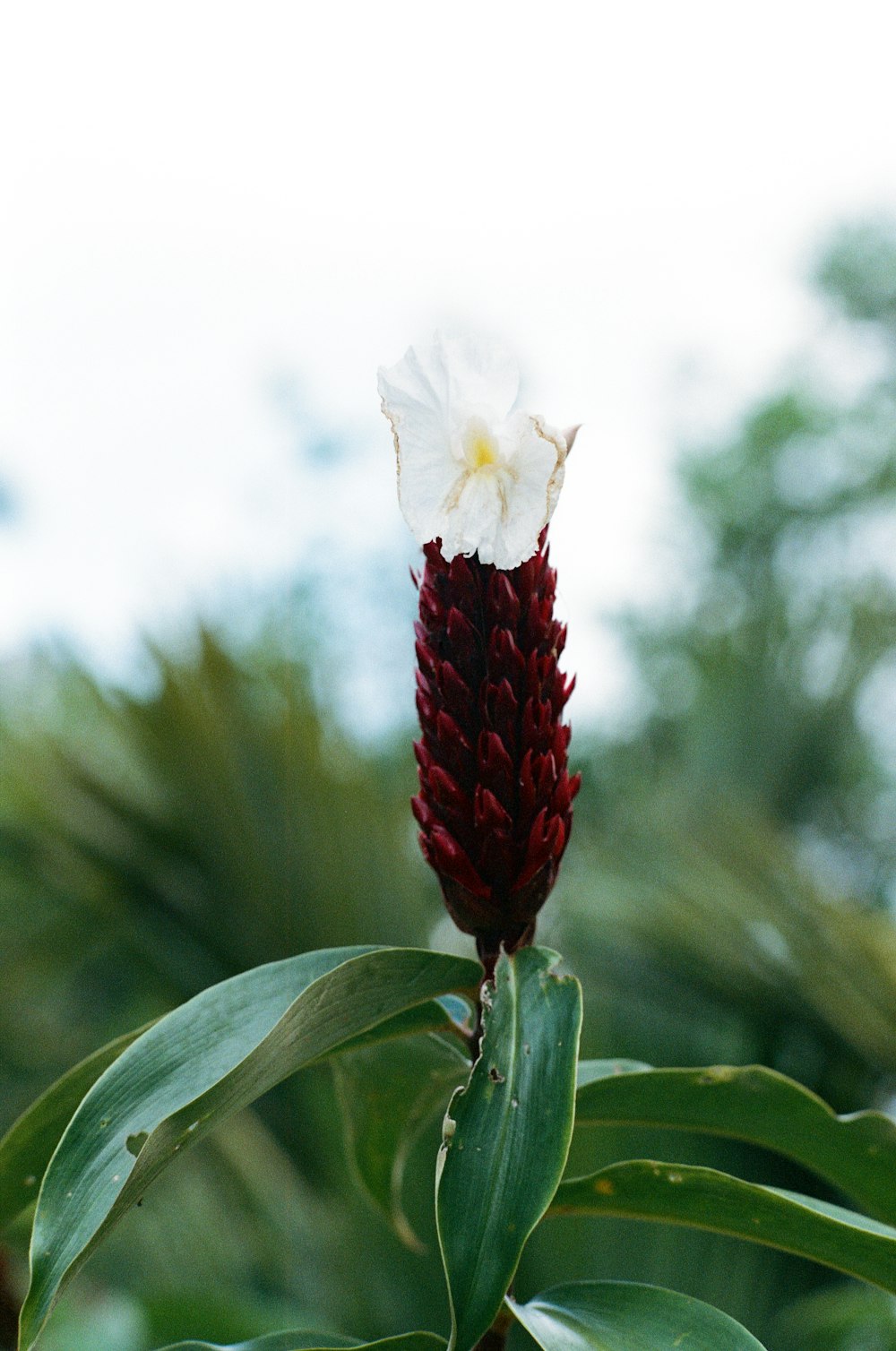 a flower with a white center