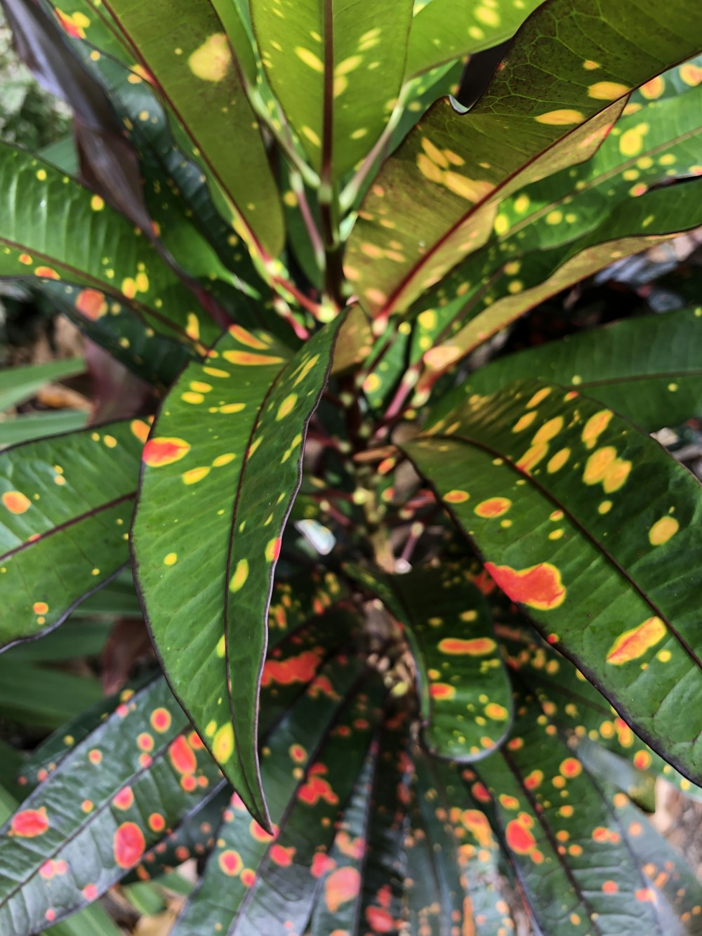 a group of leaves